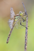 Sympetrum vulgatum