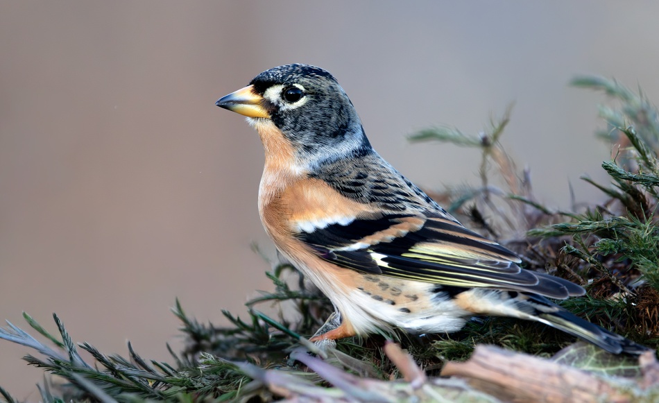 zięba jer. . Zdjęcie 337337