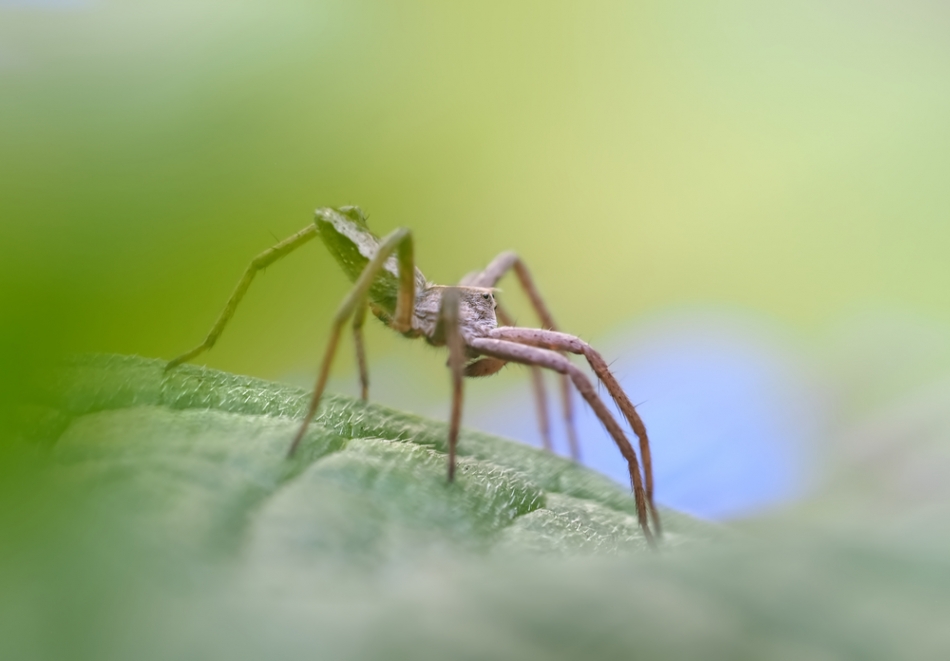 jagger - Darownik przedziwny (Pisaura mirabilis). kawaler ;-) . Zdjęcie 323397