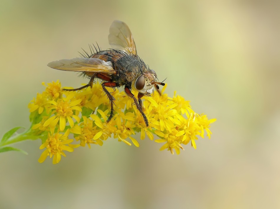 Makro zdjęcie muchy na żółtym kwiecie. PE. Zdjęcie 338991