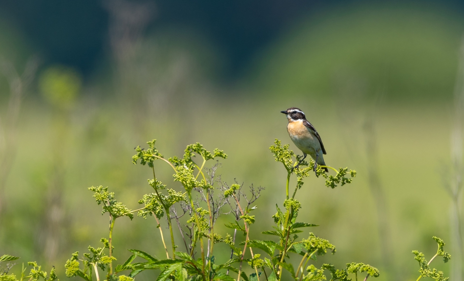 tomeq67 - Pokląskwa. . Zdjęcie 272291