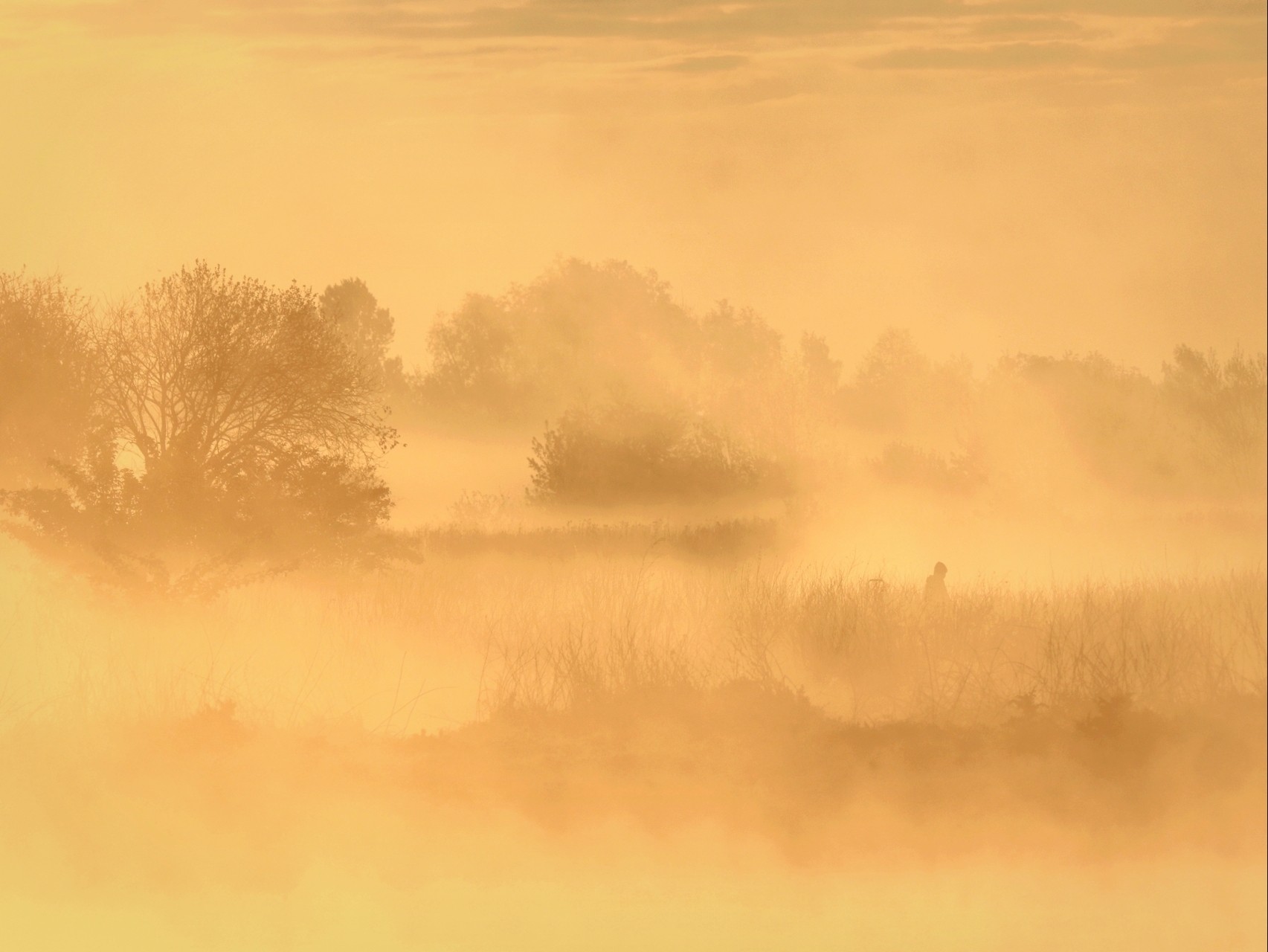 Poranek na mokradłach