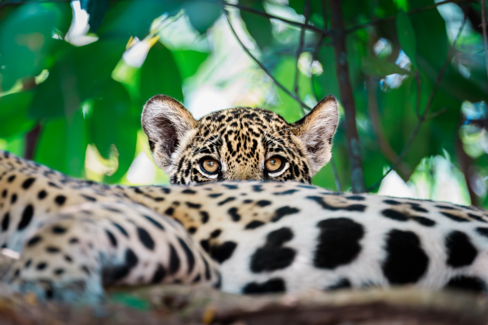 Pod opieką matki. Wzrok młodego jaguara nie nabrał jeszcze typowej dla dorosłych jaguarów hardości i pewności siebie. Przy niej może czuć się bezpiecznie, ale gdy samica wyrusza na polowanie, młode jest narażone na wiele zagrożeń. . Zdjęcie