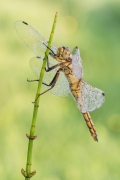 Orthetrum cancellatum