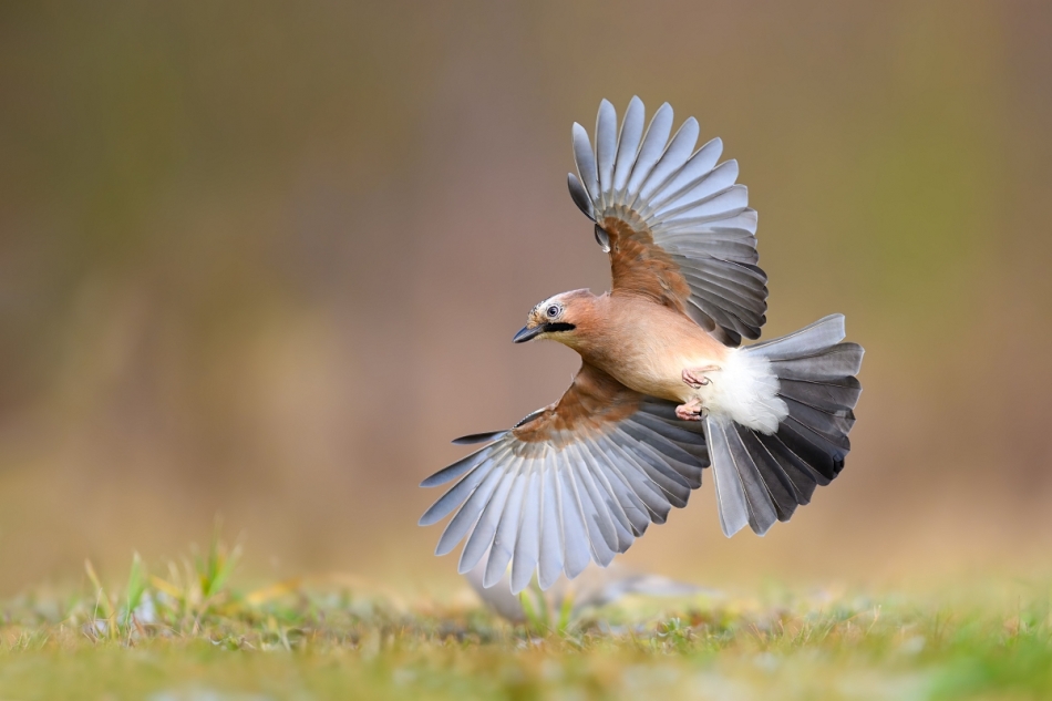 raftik - Sójka, Eurasian Jay (Garrulus glandarius) ... 2024r. . Zdjęcie 323482