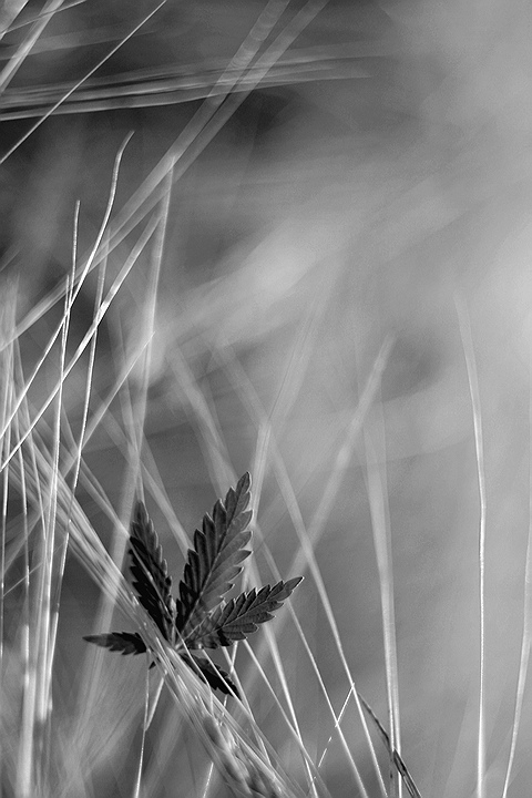 ja_majka - .... . Zdjęcie 34060