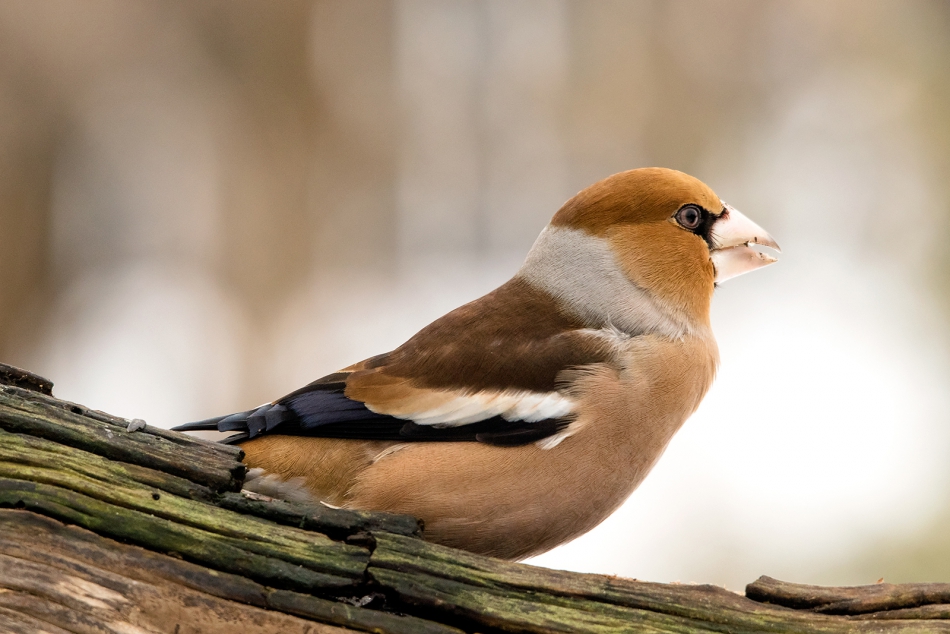 roman53 - . . Zdjęcie 286647