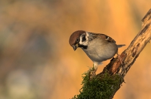 Mazurek