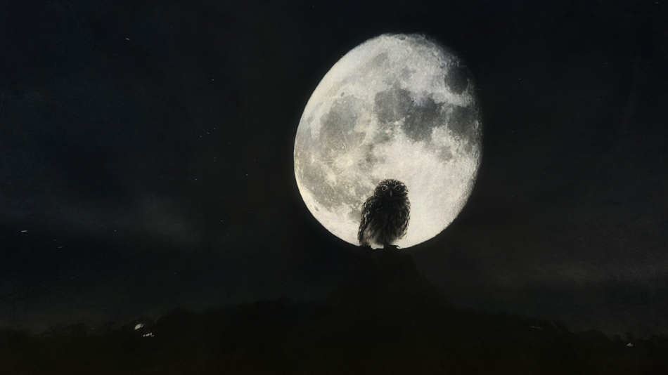 The Owl. . Zdjęcie 90400