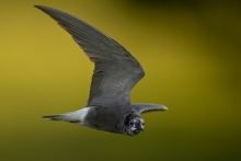 obserwator