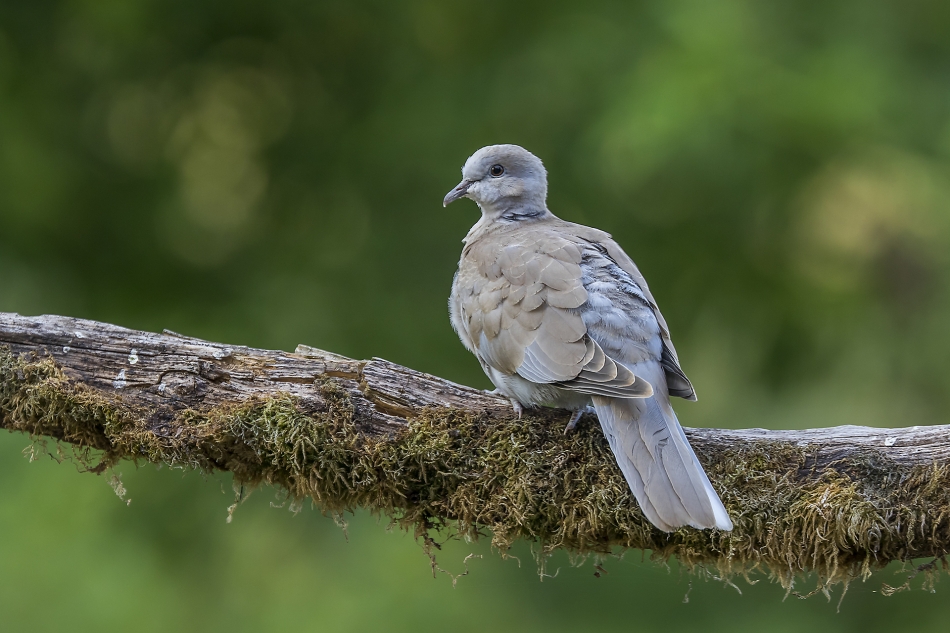 aratta - Synogarlica turecka (Streptopelia decaocto).. . Zdjęcie 334763
