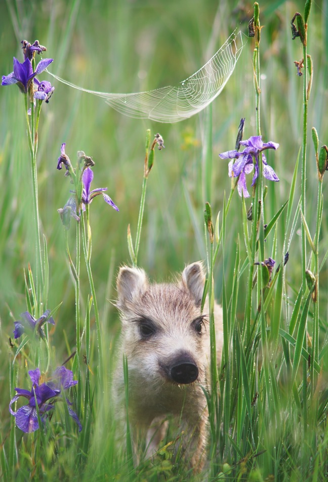 valkirja - . . Zdjęcie 303156