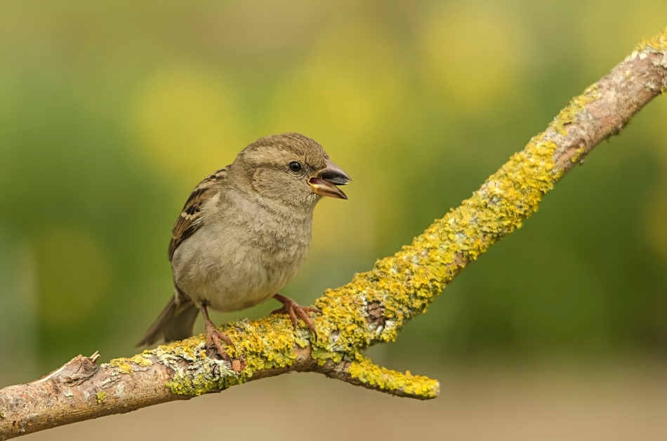 roman53 - . . Zdjęcie 308123