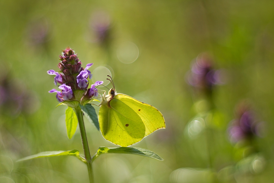 agnez - . PE. Zdjęcie 209512