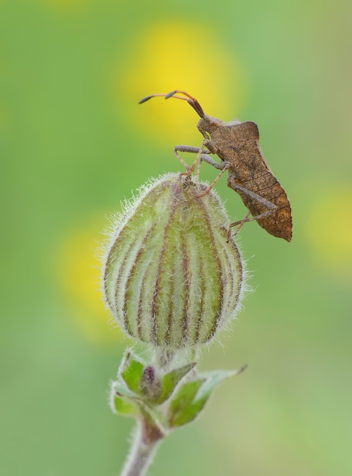 Wtyk straszyk (Coreus marginatus). PE. Zdjęcie 338423