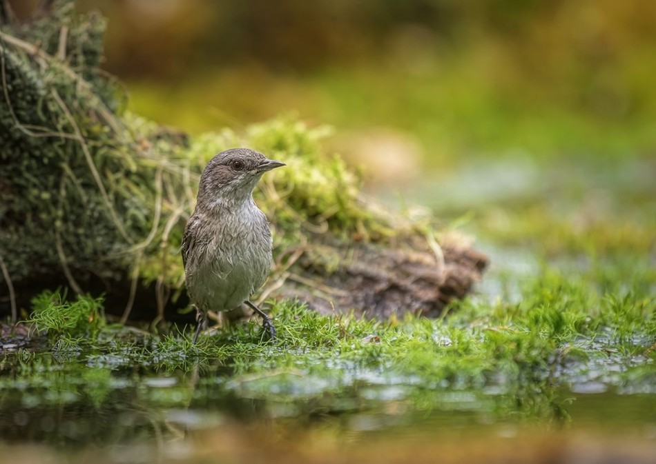 Piegża. . Zdjęcie 339021