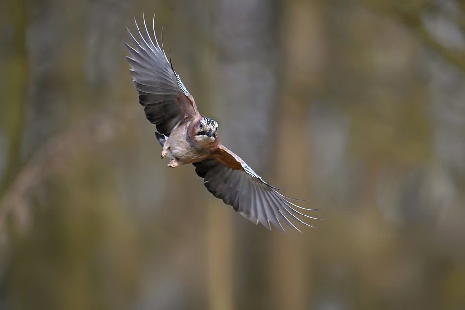 Lotnik. Sójka (Garrulus glandarius). Zdjęcie 339627