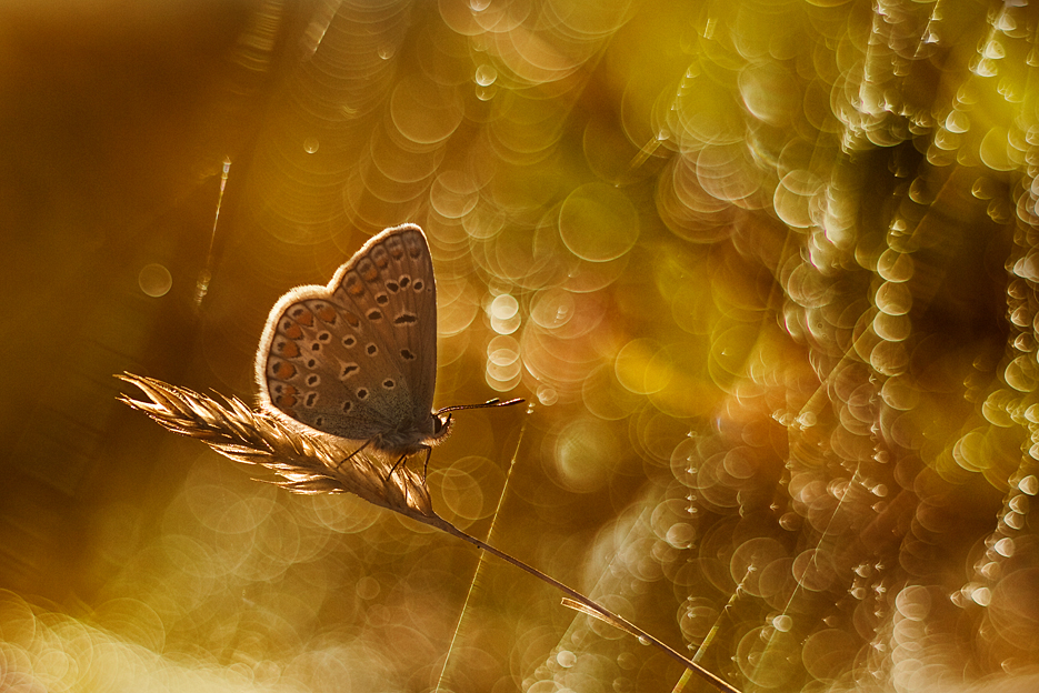 agnez - Złoty deszcz. . Zdjęcie 133049