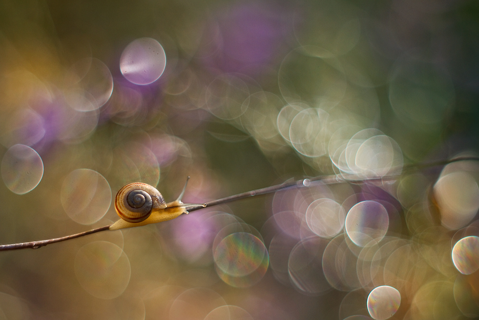 agnez - Droga w nieznane. Pentacon. Zdjęcie 136637