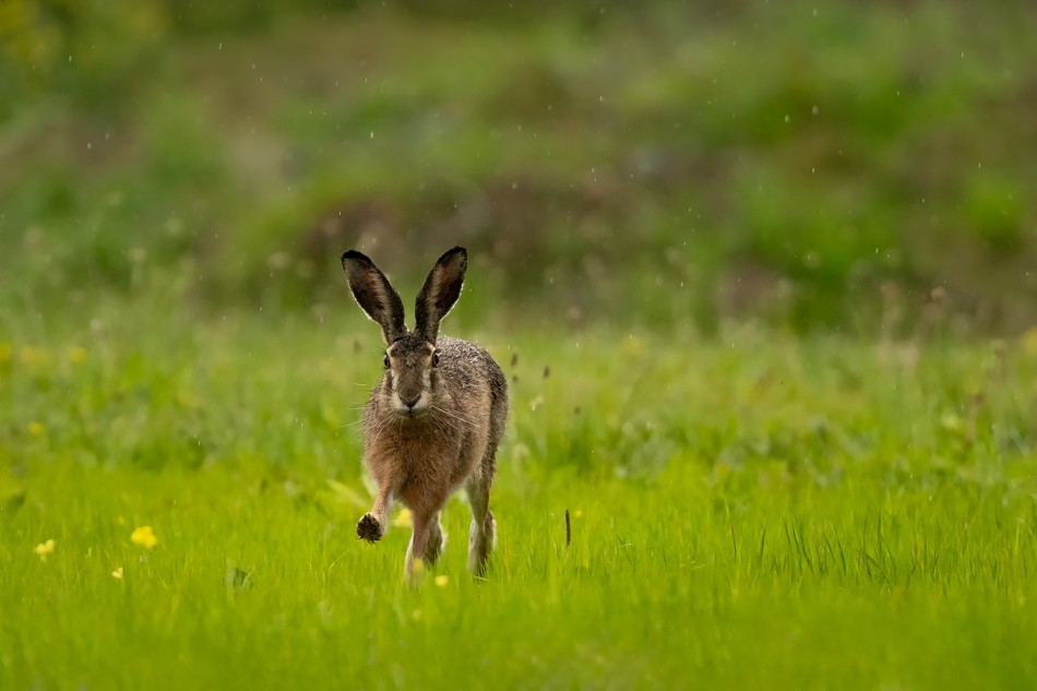 Wraz z zającem z życzeniami radosnych Świąt Wielkanocnych spieszę!. I nie ważne, że pada deszcz ;). Zdjęcie 339710