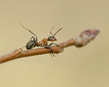 Mrówka rudnica (Formica...