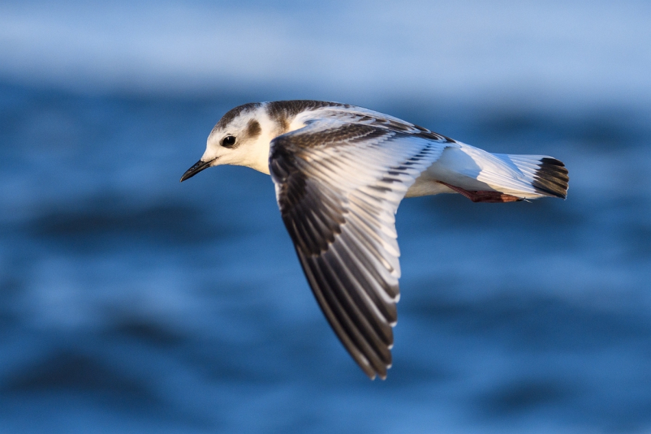 tomeq67 - Mewa mała.. . Zdjęcie 295023