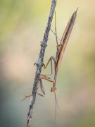 Mantis religiosa