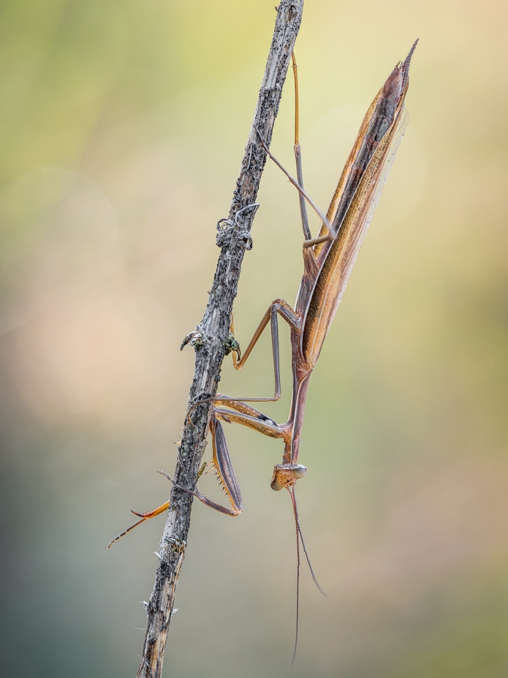 prajzner - Mantis religiosa. Modliszka zwyczajna z rodziny Mantidae.. Zdjęcie 248974