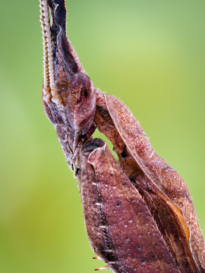 irass - Phyllocrania paradoxa.. . Zdjęcie 321377