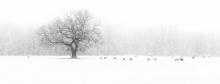 Whiteout