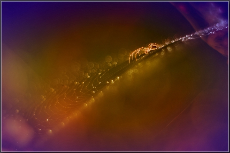 adestroyer - Konstelacja Pająka. Lifting.... Zdjęcie 79745