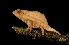 chameleon pygmy