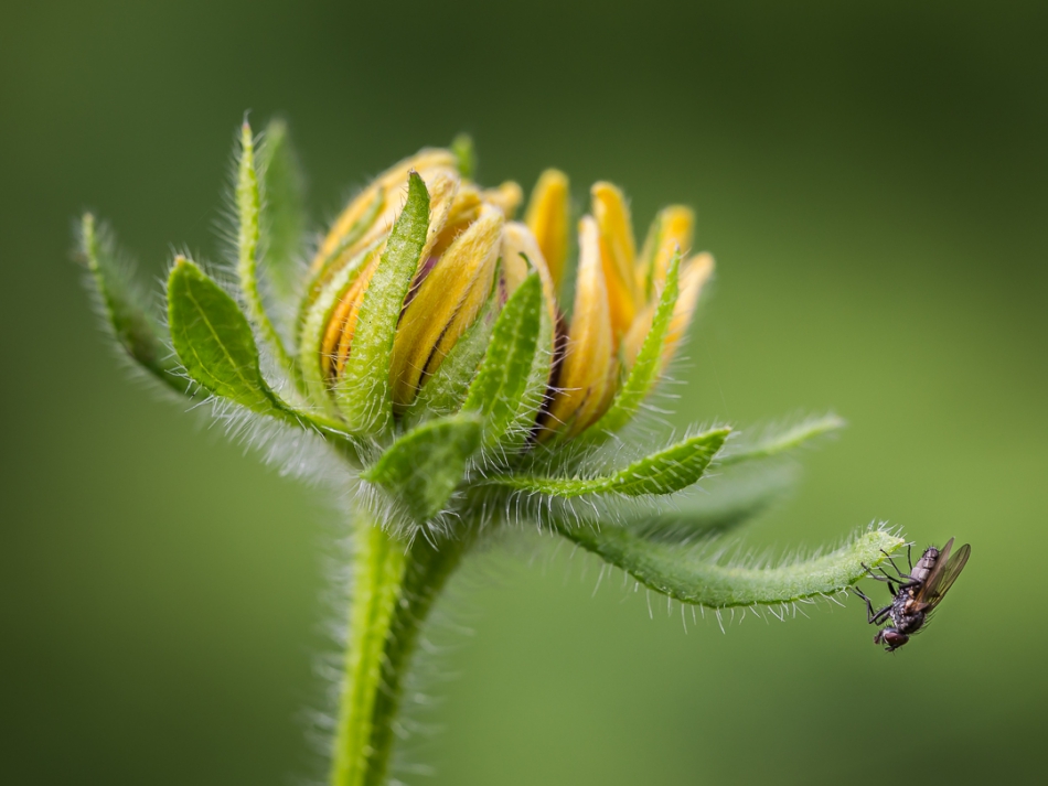 pekulka - . . Zdjęcie 310657