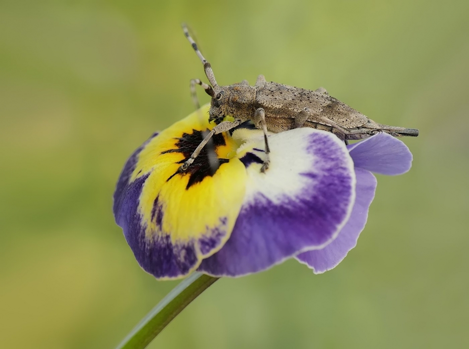 keni - Tycz cieśla (Acanthocinus aedilis). PE proszę. Zdjęcie 331679