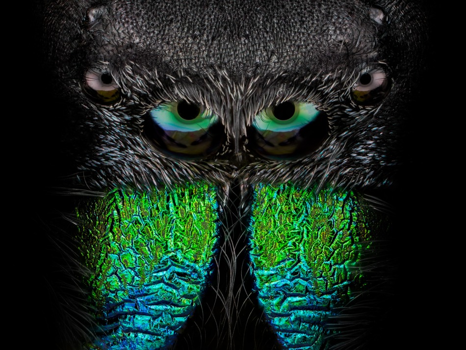 The King.. Phidippus regius.. Zdjęcie 339231