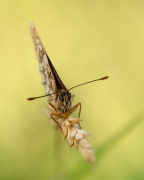 Przeplatka atalia