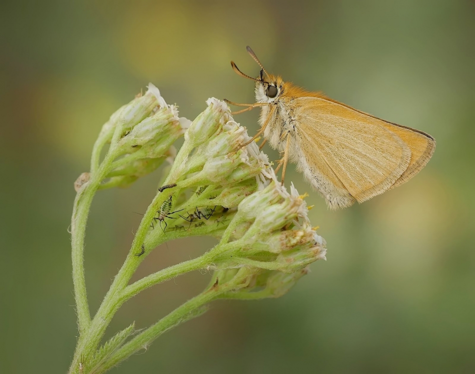Thymelicus lineola. PE. Zdjęcie 335758