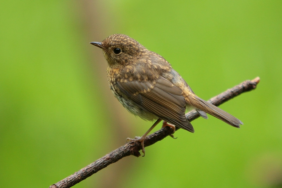 Rafal77 - Podlotek. . Zdjęcie 320715