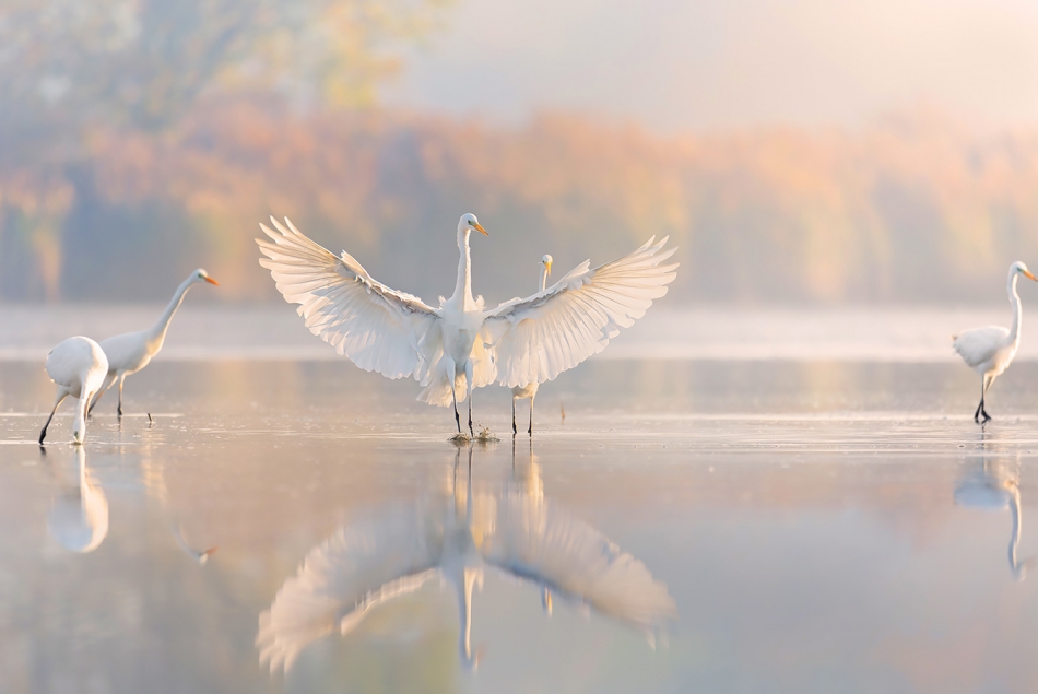 like an angel. . Zdjęcie 336807