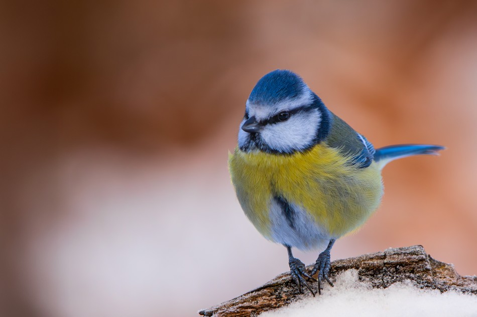 roman53 - Modraszka. . Zdjęcie 338164