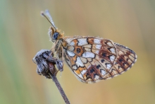 Boloria selene