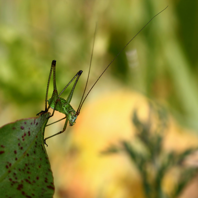 ktosiu - ***. . Zdjęcie 43617