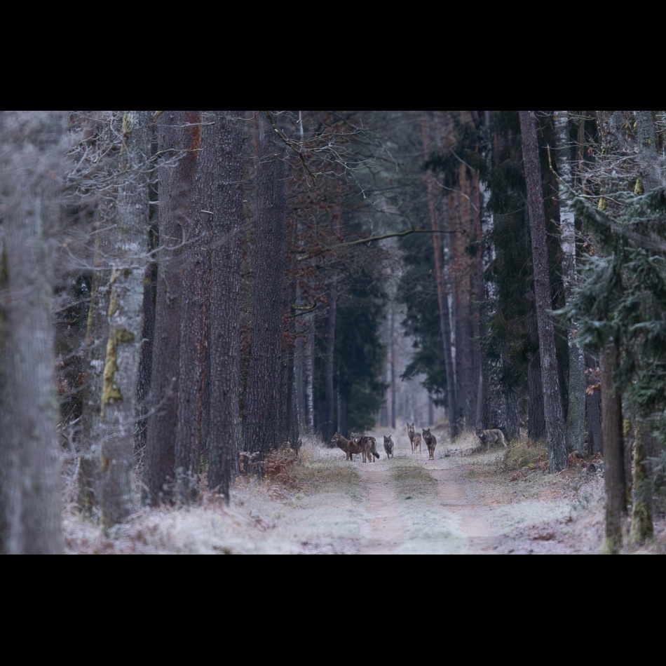 Wataha. . Zdjęcie 337057