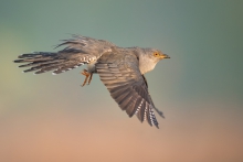 Kukułka, Common Cuckoo ...