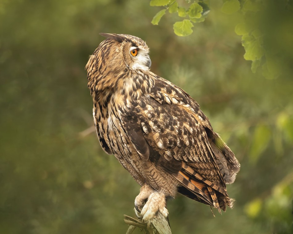 Puchacz na gałęzi . . Zdjęcie 338722