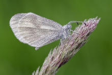 Leptidea sinapis