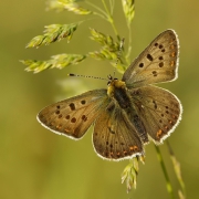 Motyl