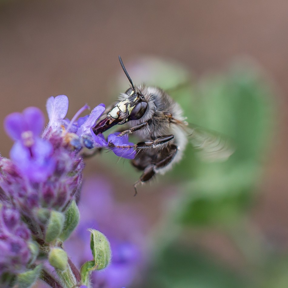 Trzmiel. . Zdjęcie 338779