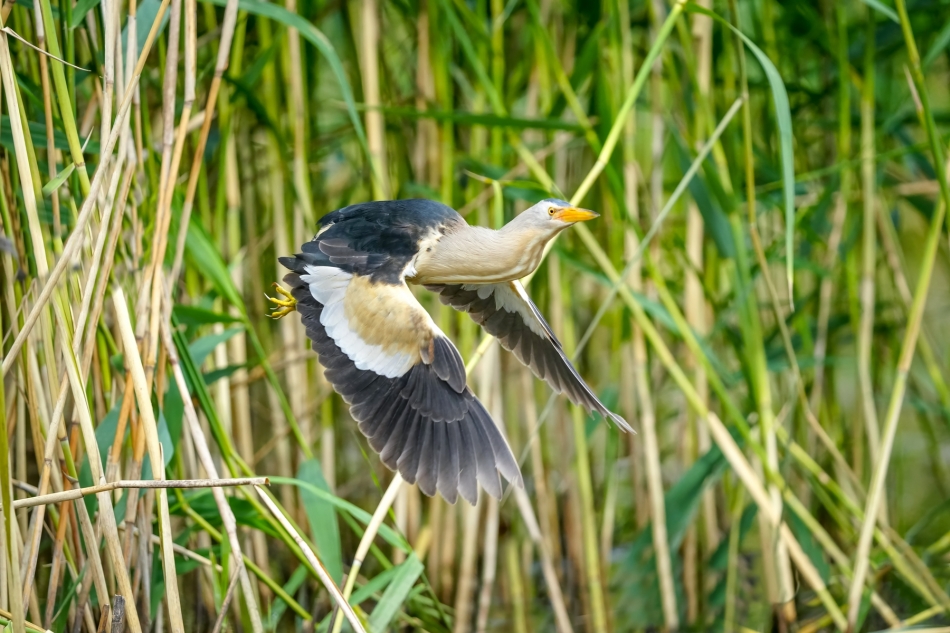 amigamedia - Kurs na siąsiedni staw. Bączek - Ixobrychus minutus Przyroda naszego regionu - Gorzyce. Sony ILCE-1+Sony SEL200600G FE 200-600mm Przysłona: f/6,3; Czas ekspozycji: 1/4000 s; ISO: 2000; Ogniskowa: 400 mm.. Zdjęcie 331306