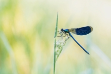 Calopteryx